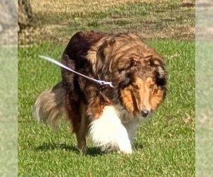 Collie Dogs for adoption in Dublin, OH, USA