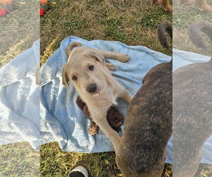 Labrador Retriever-Unknown Mix Dogs for adoption in Rockaway, NJ, USA