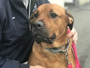 English Mastweiler Dogs for adoption in Birdsboro, PA, USA