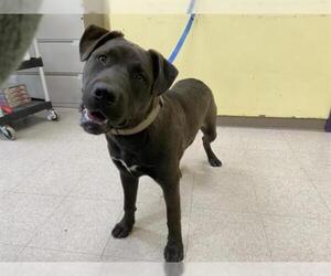 Labrador Retriever Dogs for adoption in San Martin, CA, USA