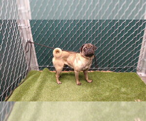 Pug-Unknown Mix Dogs for adoption in Downey, CA, USA