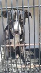 American Pit Bull Terrier-Labrador Retriever Mix Dogs for adoption in Clearlake, CA, USA