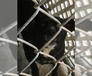 Mutt Dogs for adoption in Fort Walton Beach, FL, USA