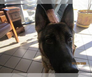 German Shepherd Dog Dogs for adoption in Ocala, FL, USA