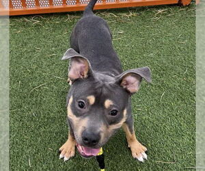 Bulldog-Unknown Mix Dogs for adoption in Las Vegas, NV, USA