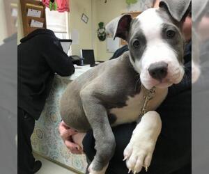 Staffordshire Bull Terrier Dogs for adoption in Bedford, VA, USA