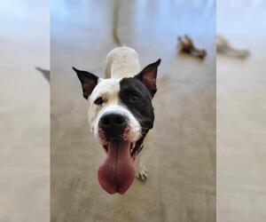 American Bulldog-Unknown Mix Dogs for adoption in Akron, OH, USA