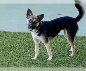 Beagi Dogs for adoption in Agoura Hills, CA, USA