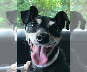 American Rat Pinscher Dogs for adoption in COLUMBIA, MD, USA