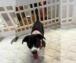 Medium Photo #1 Border Collie-Unknown Mix Puppy For Sale in Mechanicsburg, PA, USA