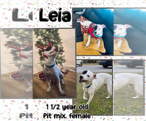 American Pit Bull Terrier-Unknown Mix Dogs for adoption in Jacksonville, NC, USA