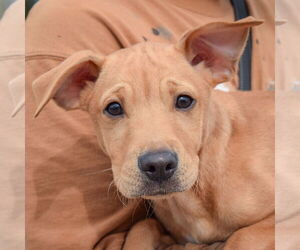 Carolina Dog-Whippet Mix Dogs for adoption in Huntley, IL, USA