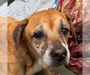 Medium Photo #1 Boxer Puppy For Sale in San Antonio, TX, USA