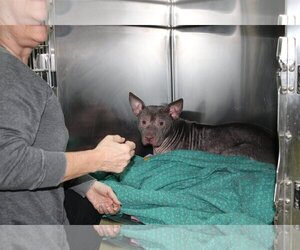 American Staffordshire Terrier-Unknown Mix Dogs for adoption in Frenchburg, KY, USA