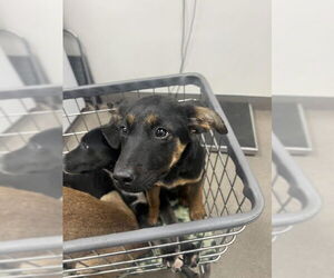 German Shepherd Dog-Unknown Mix Dogs for adoption in HESPERIA, CA, USA