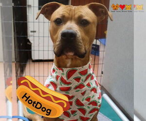 American Pit Bull Terrier-Unknown Mix Dogs for adoption in Center Township, PA, USA