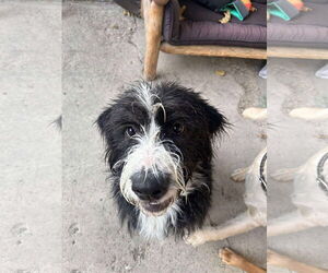 Old English Sheepdog Dogs for adoption in Sandy, UT, USA