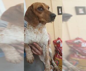 Bagle Hound Dogs for adoption in Orangeburg, SC, USA