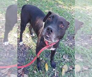 American Staffordshire Terrier Dogs for adoption in Fort Lauderdale, FL, USA