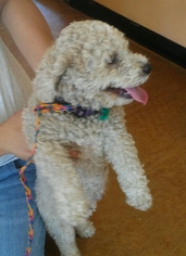 Poodle (Standard) Dogs for adoption in Surprise , AZ, USA