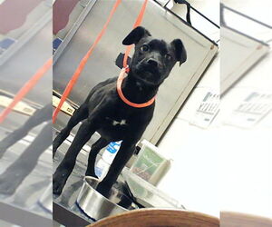 Labrador Retriever Dogs for adoption in Fayetteville, NC, USA