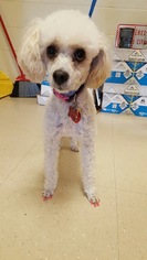 Poodle (Miniature) Dogs for adoption in Benton, LA, USA