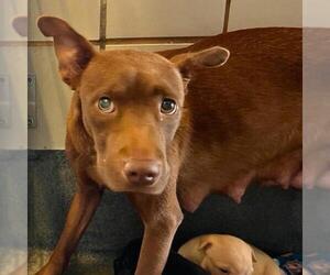 American Staffordshire Terrier-Unknown Mix Dogs for adoption in San Antonio, TX, USA