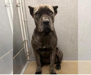 Mutt Dogs for adoption in HESPERIA, CA, USA