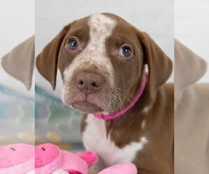 Bulldog-Unknown Mix Dogs for adoption in Kennesaw, GA, USA