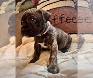 Boxer-Unknown Mix Dogs for adoption in Dumont, NJ, USA