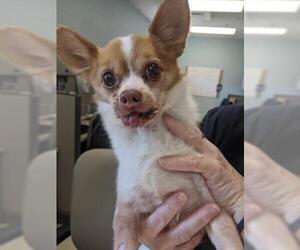 Chihuahua Dogs for adoption in Springfield, MA, USA