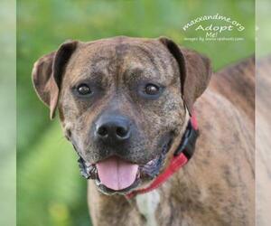 Mountain Cur-Unknown Mix Dogs for adoption in Tampa, FL, USA