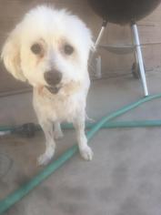 Maltese Dogs for adoption in Chandler, AZ, USA