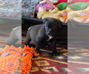 American Pit Bull Terrier-Labrador Retriever Mix Dogs for adoption in Ball Ground, GA, USA