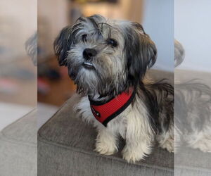 Shih Tzu Dogs for adoption in Matawan, NJ, USA