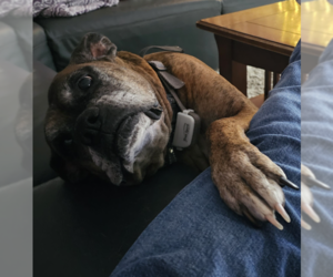 Boxer Dogs for adoption in McKinney, TX, USA