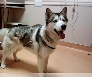 Siberian Husky Dogs for adoption in Martinez, CA, USA