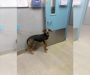 Doberman Pinscher-German Shepherd Dog Mix Dogs for adoption in Las Vegas, NV, USA