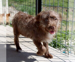 Australian Terrier-Unknown Mix Dogs for adoption in Green Forest, AR, USA