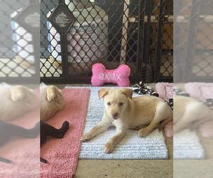 Labrador Retriever-Unknown Mix Dogs for adoption in Center Township, PA, USA