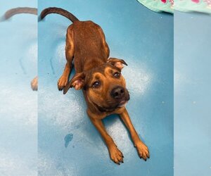 Boxador Dogs for adoption in Muskegon, MI, USA