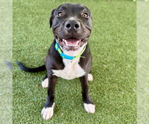 Labrador Retriever-Unknown Mix Dogs for adoption in Tavares, FL, USA