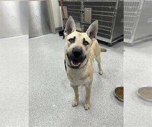 German Shepherd Dog-Unknown Mix Dogs for adoption in Elk Grove, CA, USA