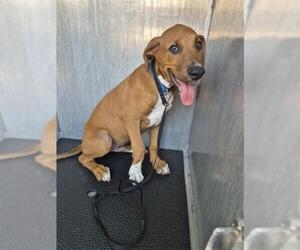 American Staffordshire Terrier-Unknown Mix Dogs for adoption in San Antonio, TX, USA