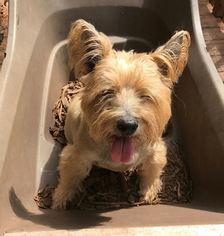 Cairn Terrier Dogs for adoption in Temple, GA, USA