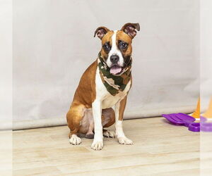 Boxer-Unknown Mix Dogs for adoption in Sanford, FL, USA