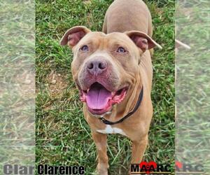 Staffordshire Bull Terrier Dogs for adoption in Maryville, TN, USA