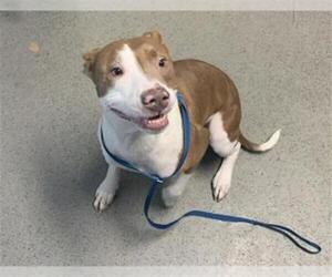 American Pit Bull Terrier Dogs for adoption in Bakersfield, CA, USA