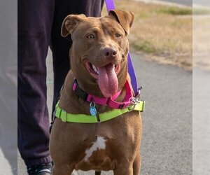 American Pit Bull Terrier-Labrador Retriever Mix Dogs for adoption in Waterford, VA, USA