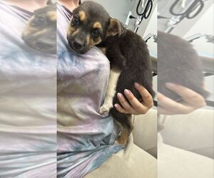 Mutt Dogs for adoption in Calgary, Alberta, Canada